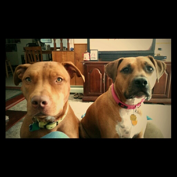 Bad Puppies (jk)