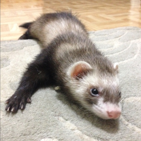 Meet your seller/buyer - Picture 4 of 4