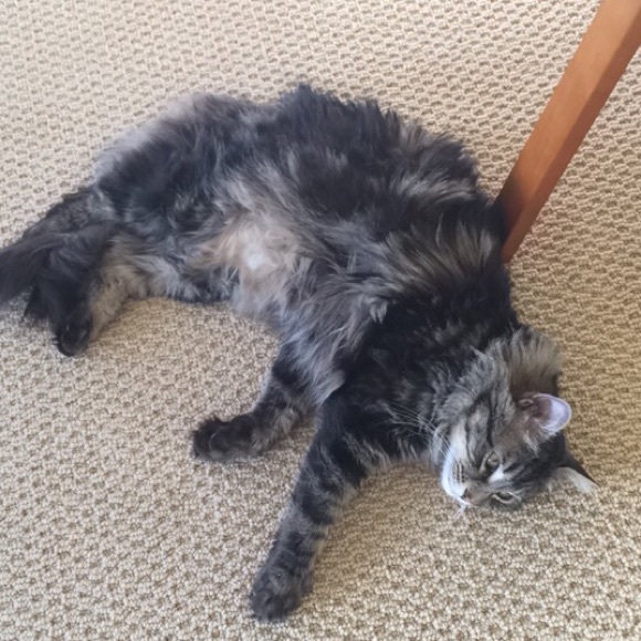 American Apparel Other - Cat