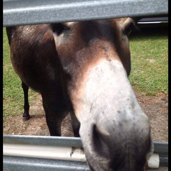 I'm Katie! Please take a look & bring carrots🐴 - Picture 2 of 4