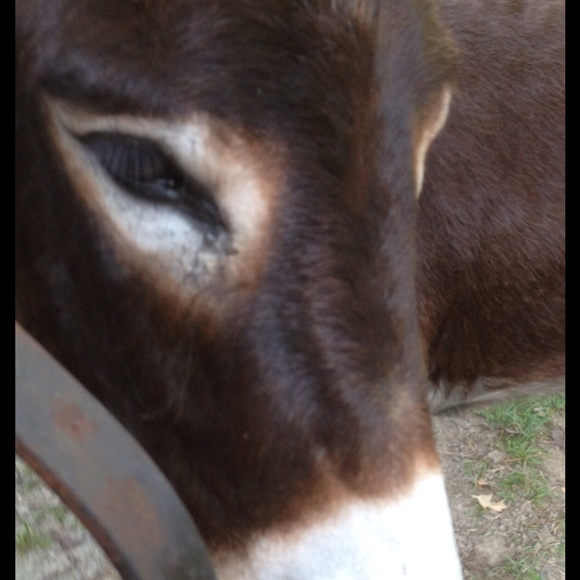 I'm Katie! Please take a look & bring carrots🐴 - Picture 3 of 4