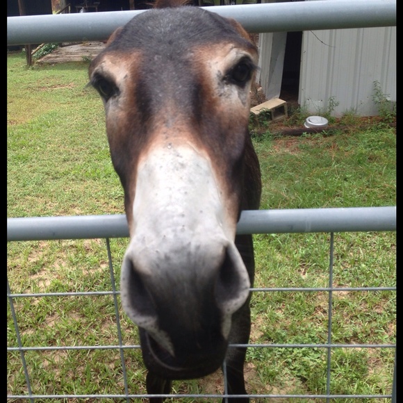 I'm Katie! Please take a look & bring carrots🐴 - Picture 4 of 4