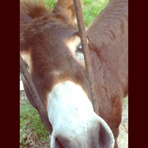 I'm Katie! Please take a look & bring carrots🐴