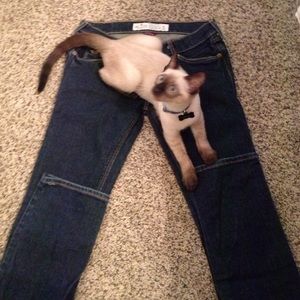 SOLD Hollister straight stretch jeans size 1R.
