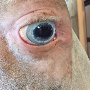 Meet your Posher, Chloe