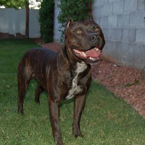 Meet your Posher, Rene