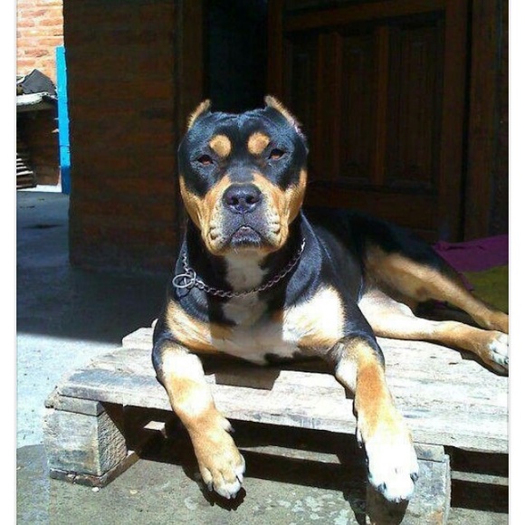 Meet your Posher, Juana - Picture 1 of 1