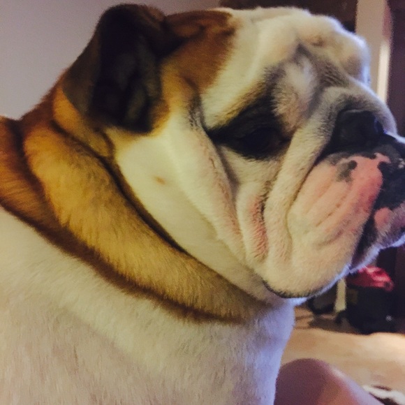 Meet The Posher ~ Dana - Picture 3 of 4