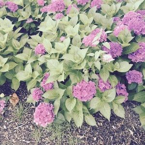 Meet your Posher, Dianne