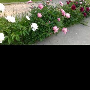 Meet your Posher, Azieb