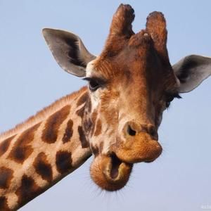 Meet your Posher, Lacy