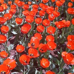 Meet your Posher, Carolyn