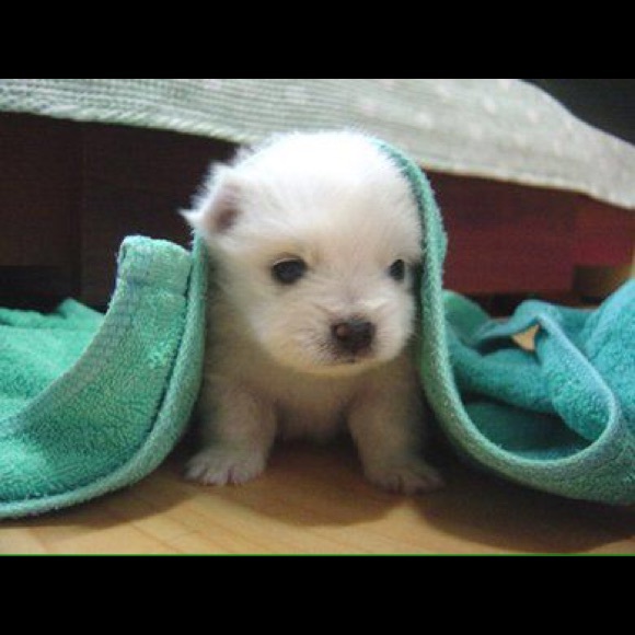 Wallaper - Picture 1 of 1