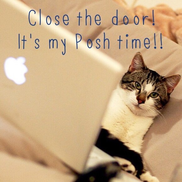 Feline Funnies - Picture 3 of 4