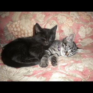 Meet your Posher, Amanda