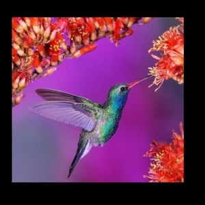 Meet your Posher, Frances