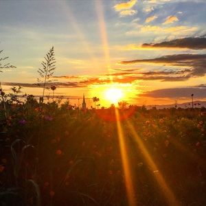 Meet your Posher, Sami