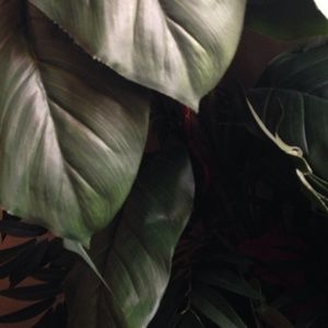 Meet your Posher, Matida