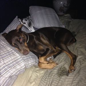 Meet your Posher, Aniko