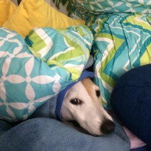 Meet your Posher, Lise