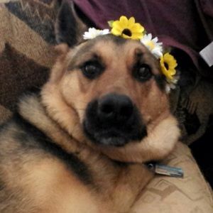 Meet your Posher, Benny