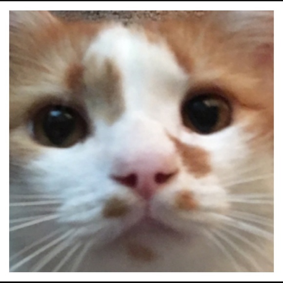 Meet the posher - Picture 2 of 3