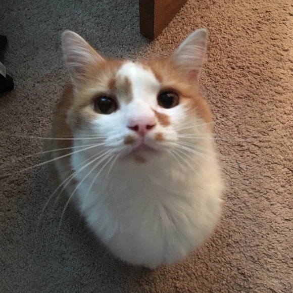 Meet the posher - Picture 3 of 3