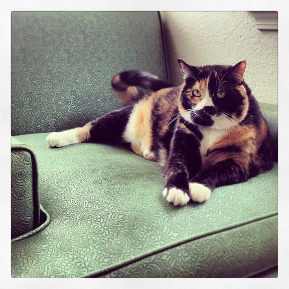 โจ๐ Meet the Posher! ๐โจ - Picture 3 of 6