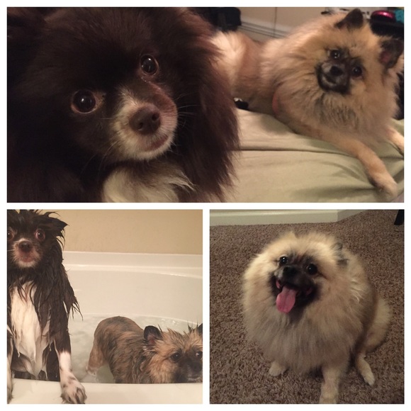 โจ๐ Meet the Posher! ๐โจ - Picture 4 of 6