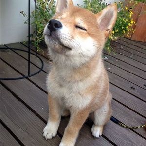 Meet your Posher, Vivian