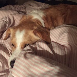 Meet your Posher, Alex