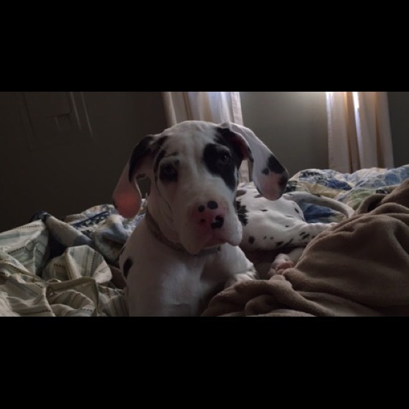 Meet your Posher, Beth💖 - Picture 3 of 4