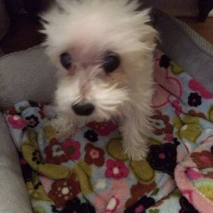 Meet your Posher, Frances