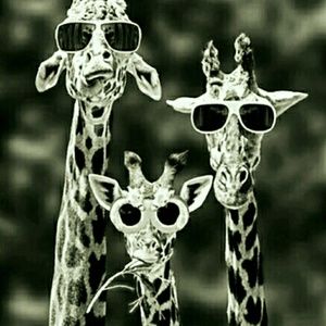 Meet your Posher, Jordan