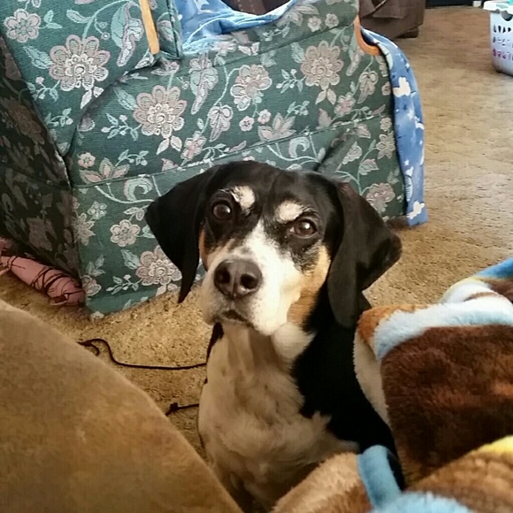 Meet your Posher, Amber - Picture 1 of 1