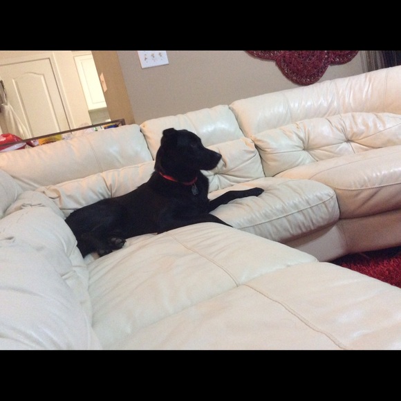 Meet my dog "kobe" - Picture 1 of 1