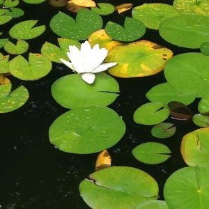 Meet your Posher, Adaline