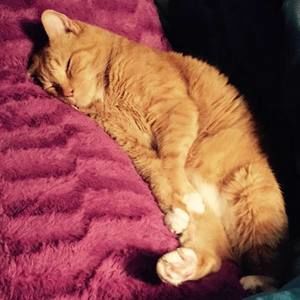 Meet your Posher, Paula