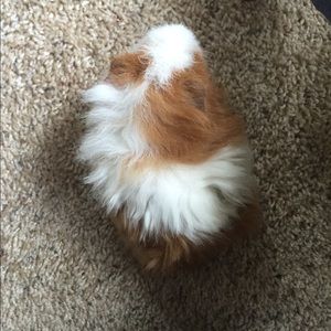 Meet your Posher, K ai lin