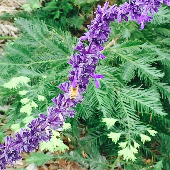 Meet your Posher, Hannah - Picture 1 of 1