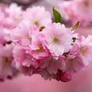 Meet your Posher, Svitlana