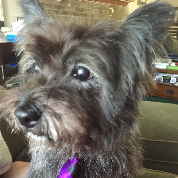 Meet your buyer/seller! 😀👯🐶🐬🎶 - Picture 2 of 4