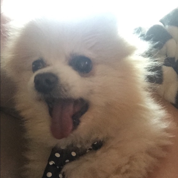 Meet your buyer/seller! 😀👯🐶🐬🎶 - Picture 3 of 4