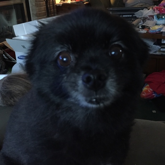 Meet your buyer/seller! 😀👯🐶🐬🎶 - Picture 4 of 4