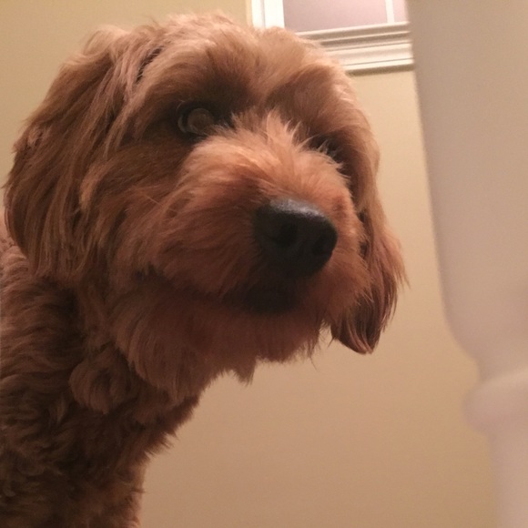 Meet Your Posher - Picture 3 of 3