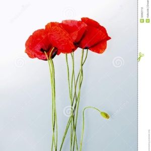 Meet your Posher, Lily