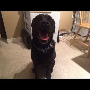 Meet your Posher, Tracy