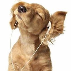 Meet your Posher, Gottalovedogs