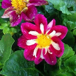 Meet your Posher, Donna