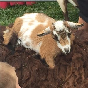 Meet your Posher, Antonio